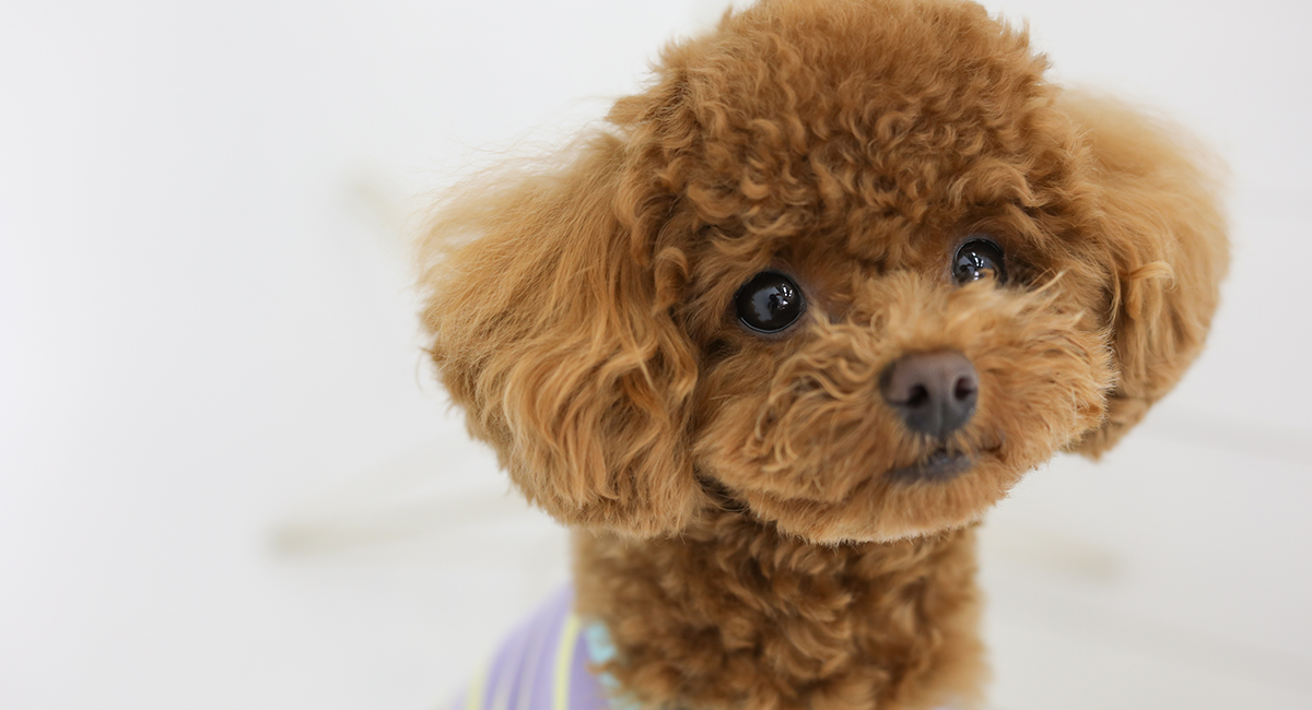 プレシュスタジオのペット写真・愛犬写真撮影
