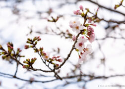 桜の写真