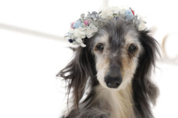 出会って20周年の愛犬とペット記念写真撮影 花冠と