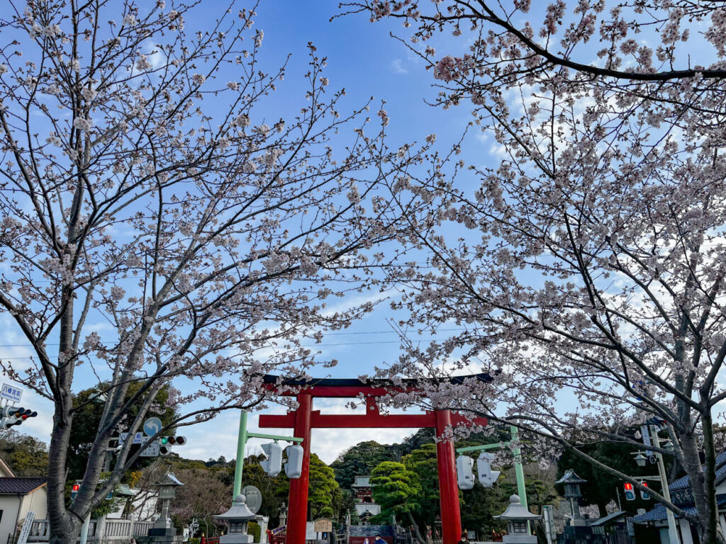 桜が咲き始めの鎌倉鶴岡八幡宮