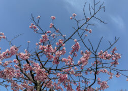 鎌倉鶴岡八幡宮 太鼓橋ほとりの河津桜