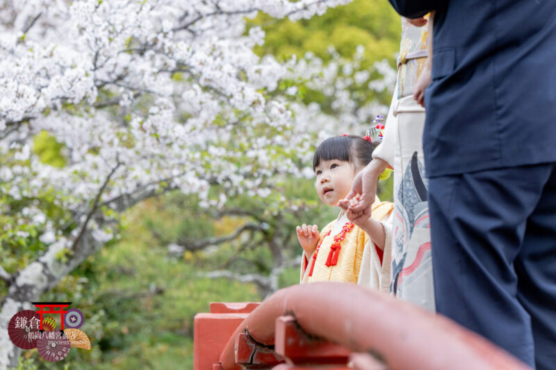 家族で七五三参り 桜が咲く春の鎌倉鶴岡八幡宮 黄色の被布で3歳の七五三