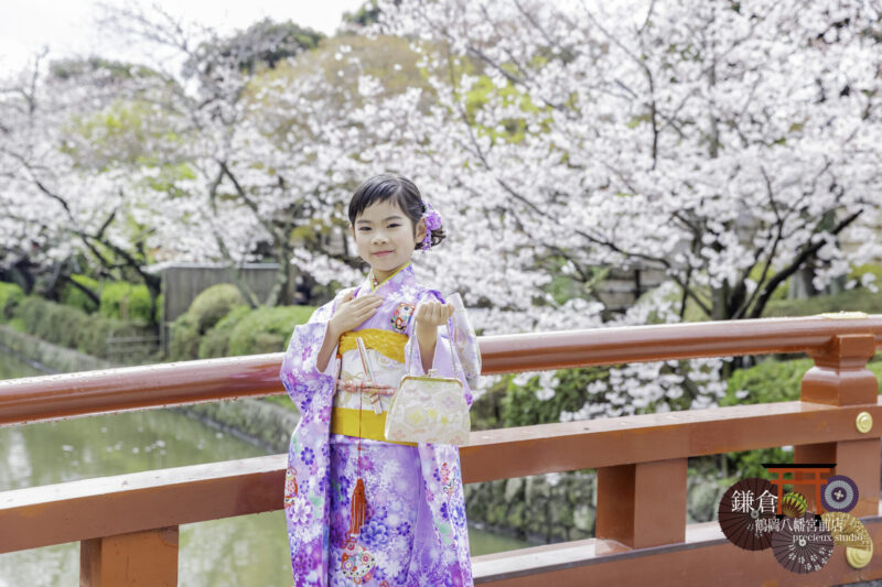 桜を背景に七五三の出張撮影 7歳の七五三 鎌倉鶴岡八幡宮