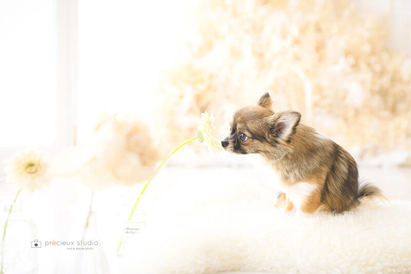わんちゃんの1歳お誕生日記念写真撮影