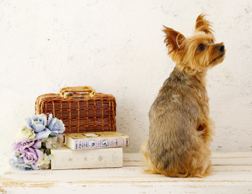 プレシュスタジオのペット写真撮影 愛犬写真撮影