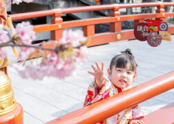 鎌倉鶴岡八幡宮の出張撮影で桜に手を伸ばす女の子 七五三参り