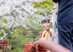 黄色い被布で七五三のお参り 鎌倉鶴岡八幡宮で七五三出張撮影