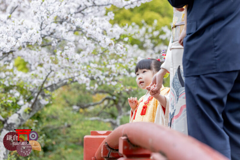 黄色い被布で七五三のお参り 鎌倉鶴岡八幡宮で七五三出張撮影
